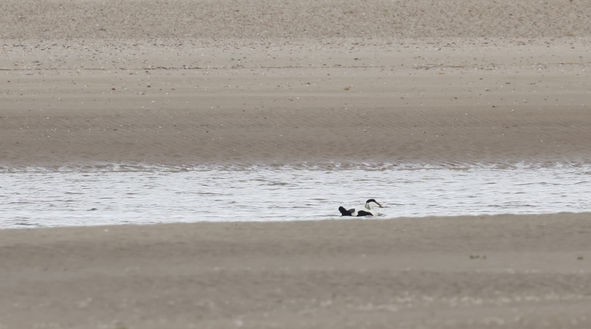 Eider (Texel). Foto van Gerda van der Meer.
